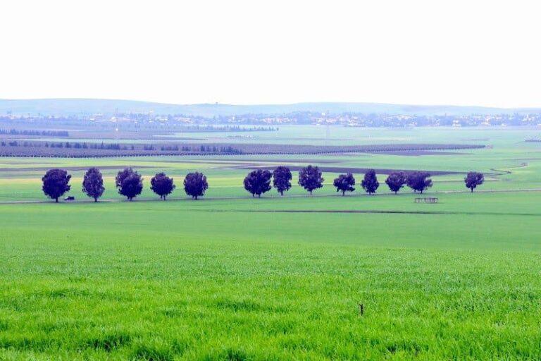 صورة المقالة