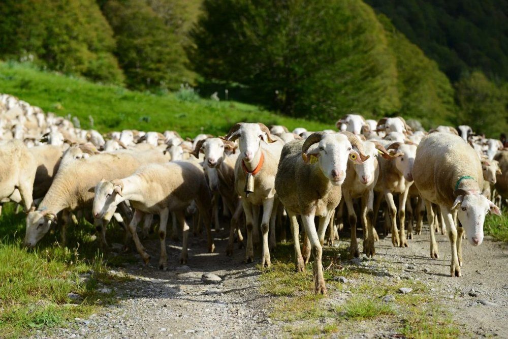المغرب يطلق الحملة الوطنية لمراقبة الإناث الإنجابية من الأغنام والماعز