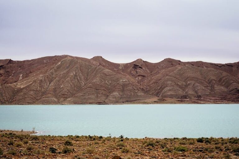 صورة المقالة