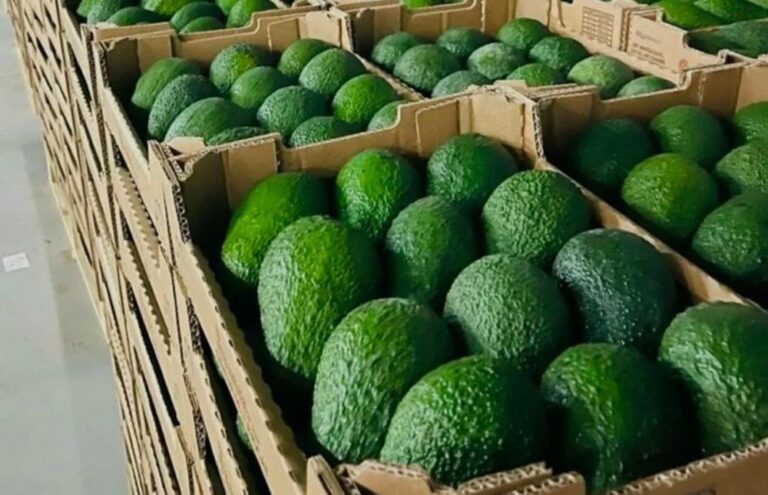 صورة المقالة