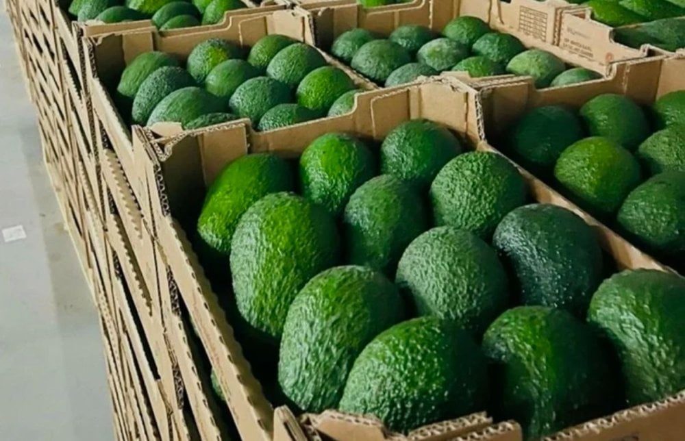 تراجع صادرات المغرب من الأفوكادو في موسم 2025/2026 تحت وطأة الضغوط