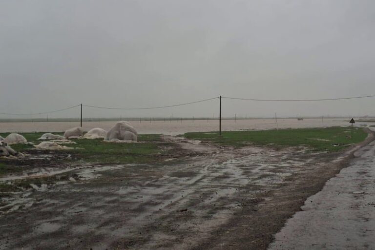 صورة المقالة