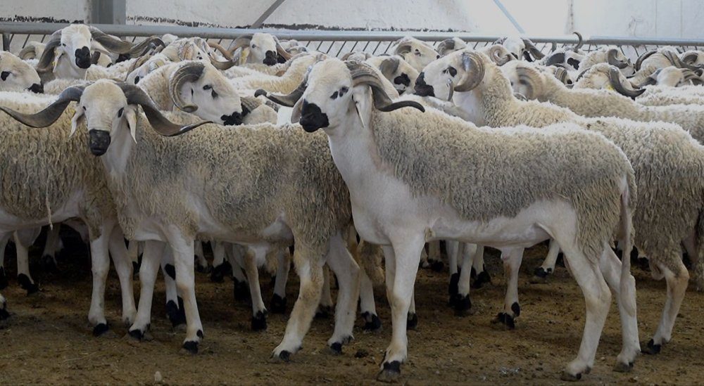 عُشْرة الأضحى 2026: توقعات بتوافر العرض واستقرار الأسعار في المغرب