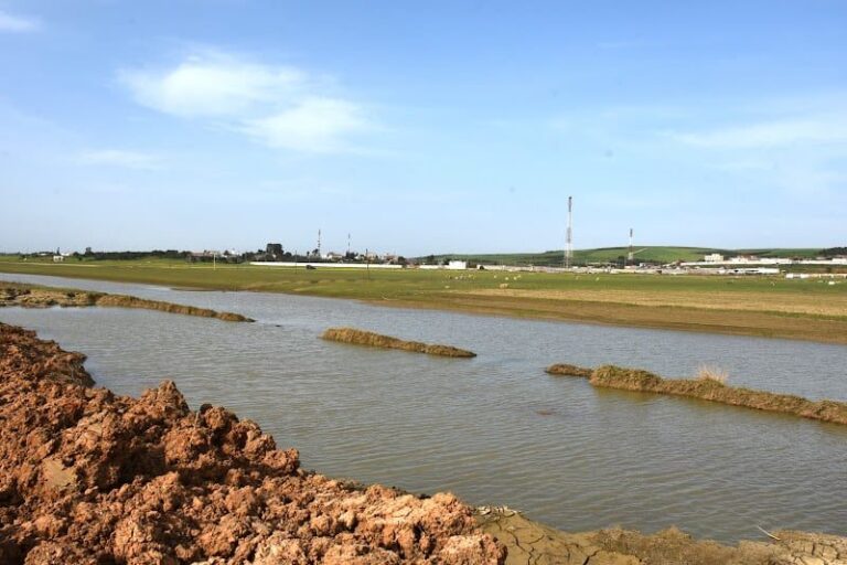 صورة المقالة