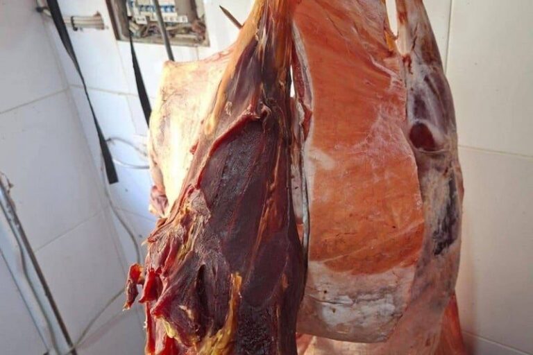 صورة المقالة