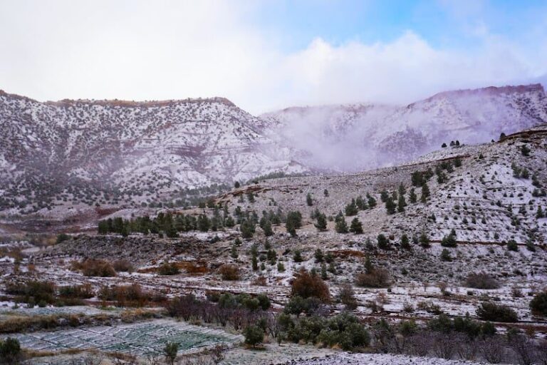 صورة المقالة