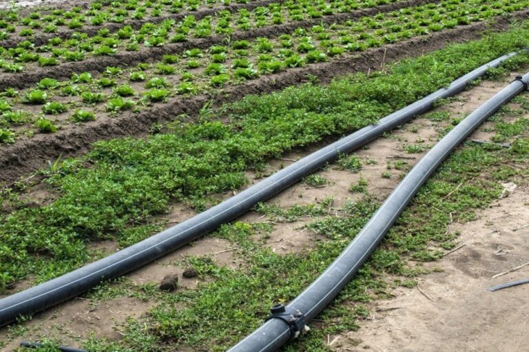 صورة المقالة