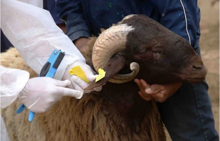 صورة المقالة