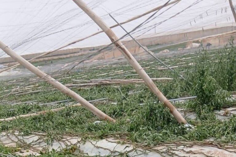 صورة المقالة