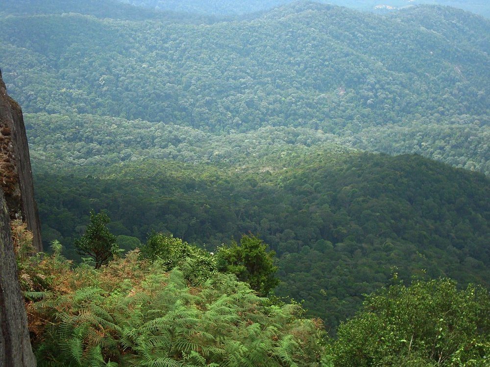 الغابات المغربية: برنامج استثماري استراتيجي بدعم من الاتحاد الأوروبي والبنك الأوروبي للاستثمار