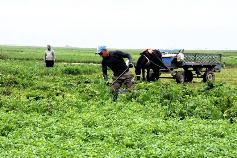 صورة المقالة