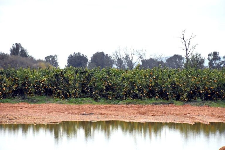 صورة المقالة