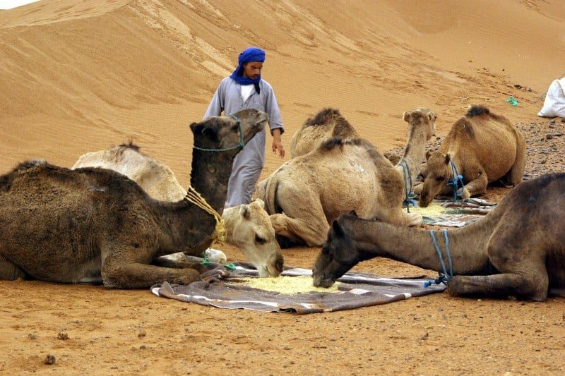 جمعية وطنية تحذر من تهديدات تواجه قطاع الإبل المغربي وتدعو لتدخل عاجل