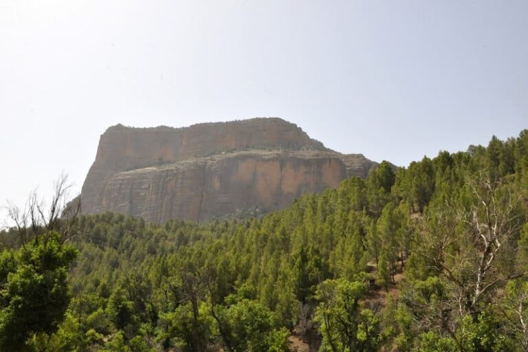 صورة المقالة