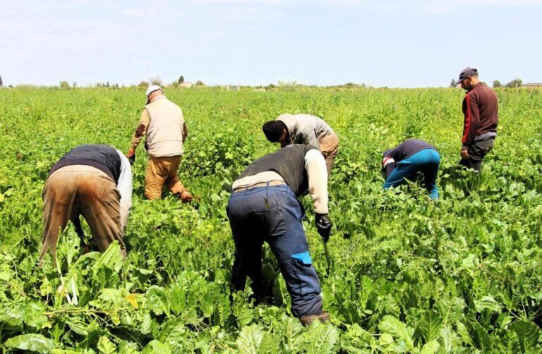 صورة المقالة