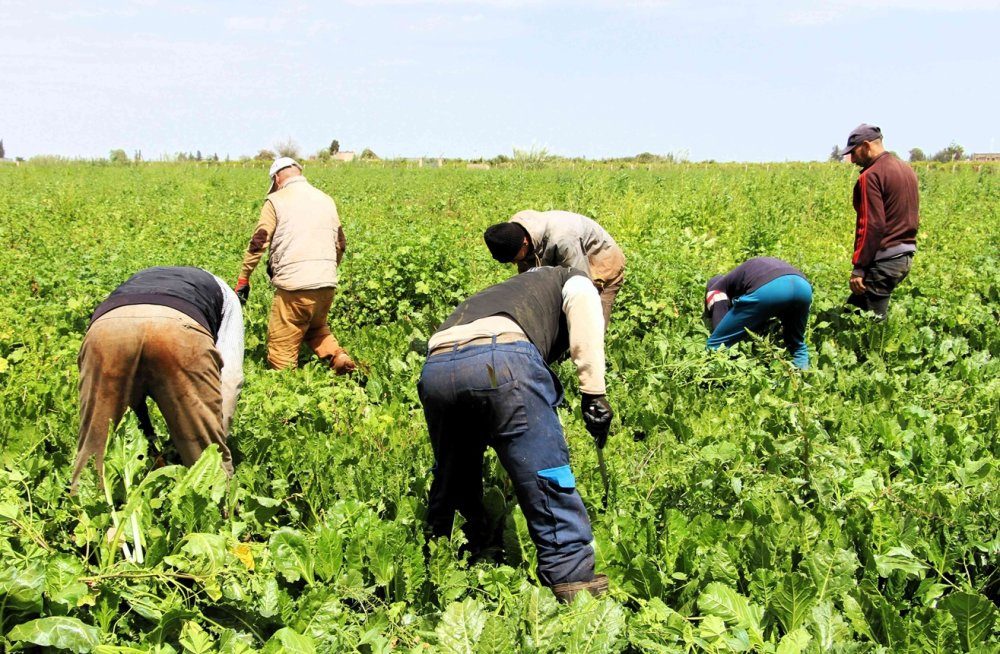 إطلاق 10 مشاريع جديدة للزراعة التضامنية في جهة سوس ماسة المغربية