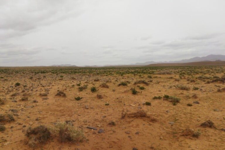 صورة المقالة