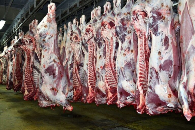 صورة المقالة