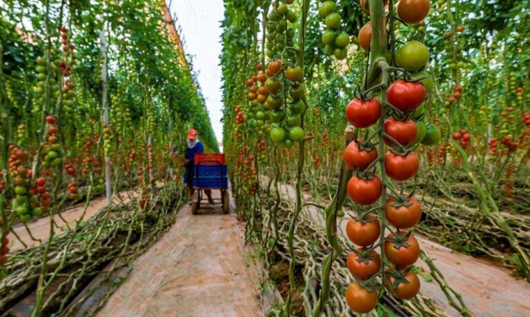 صورة المقالة