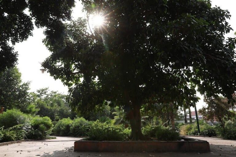 صورة المقالة