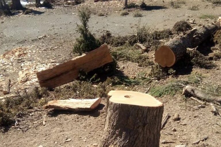 صورة المقالة