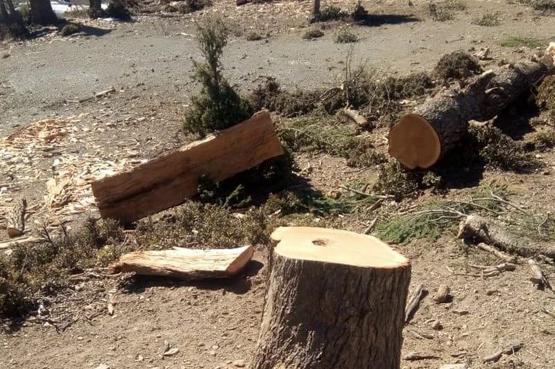 النيابة العامة بالجديدة تتابع مقهى بسبب اجتثاث أشجار من ساحة عمومية