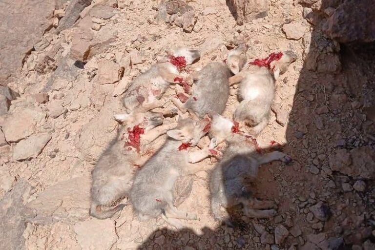 صورة المقالة