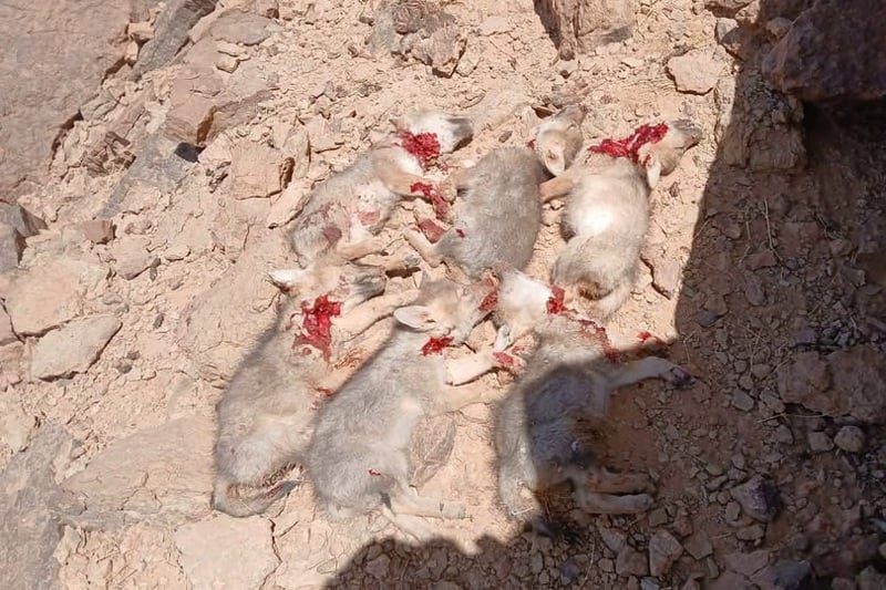 ذبح 6 من صغار الذئاب بالرشيدية يثير احتجاجاً ويُحيل 3 رحل للتحقيق