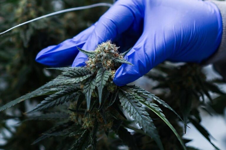 صورة المقالة