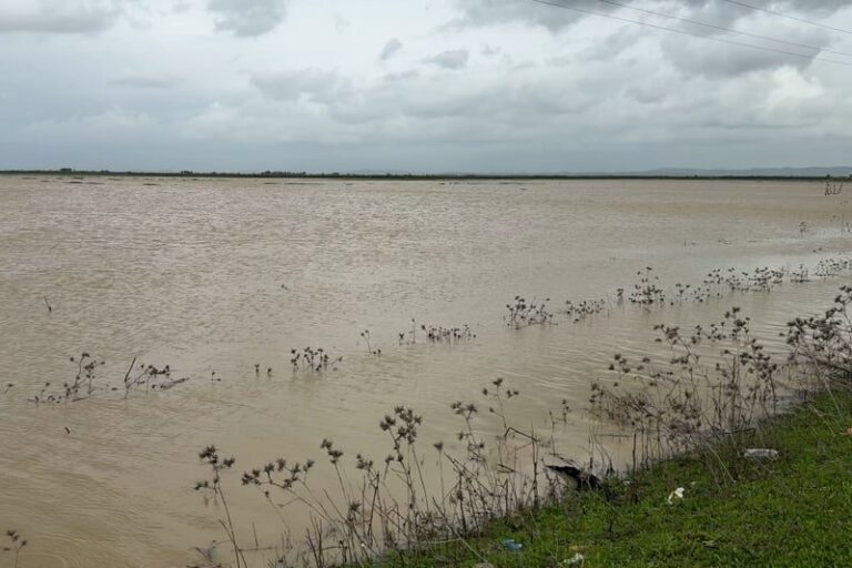 صورة المقالة