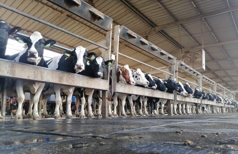 صورة المقالة