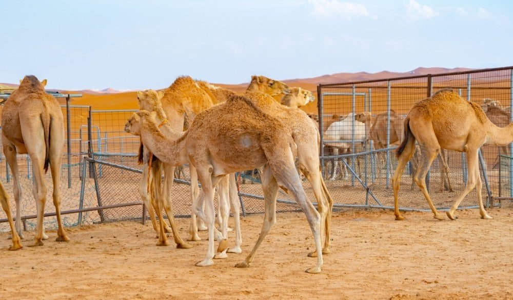 قطاع الإبل في المغرب يواجه تحديات الجفاف وتراجع المراعي