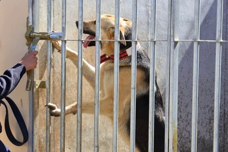 خبراء يحللون تعقيد علاقة الإنسان بالكلاب الشرسة بعد حادثة طنجة