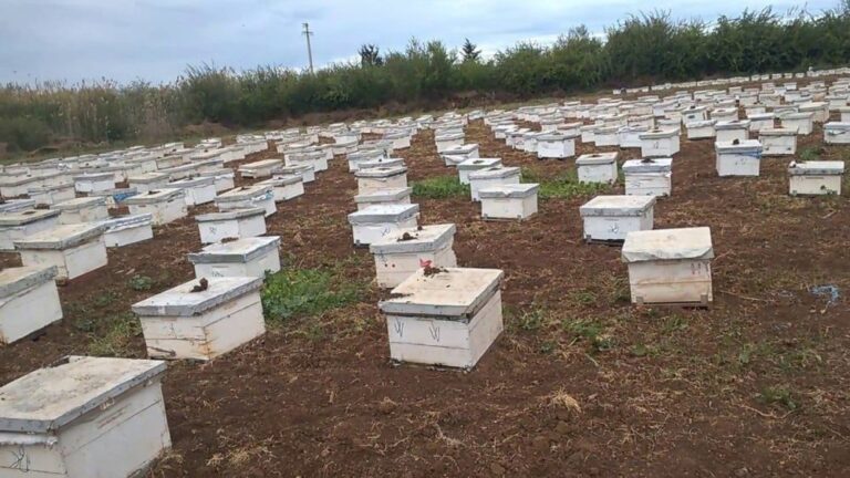 صورة المقالة