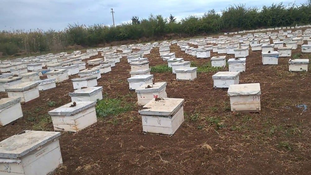 تربية النحل في المغرب تواجه ضغوطاً مناخية حادة