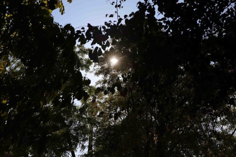 صورة المقالة