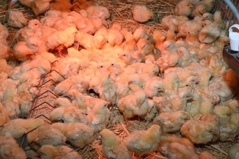 صورة المقالة