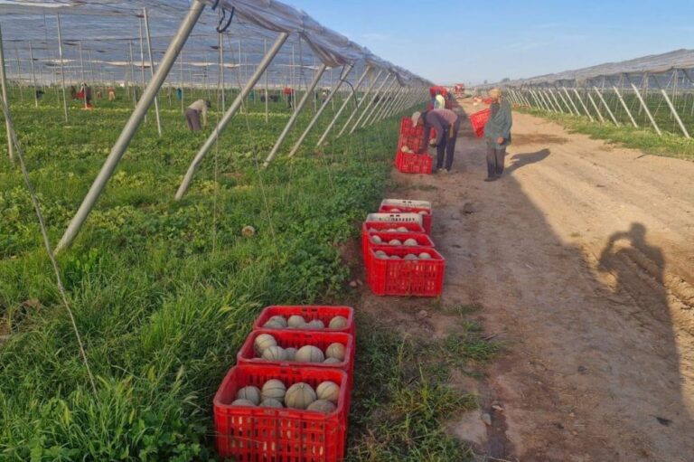 صورة المقالة