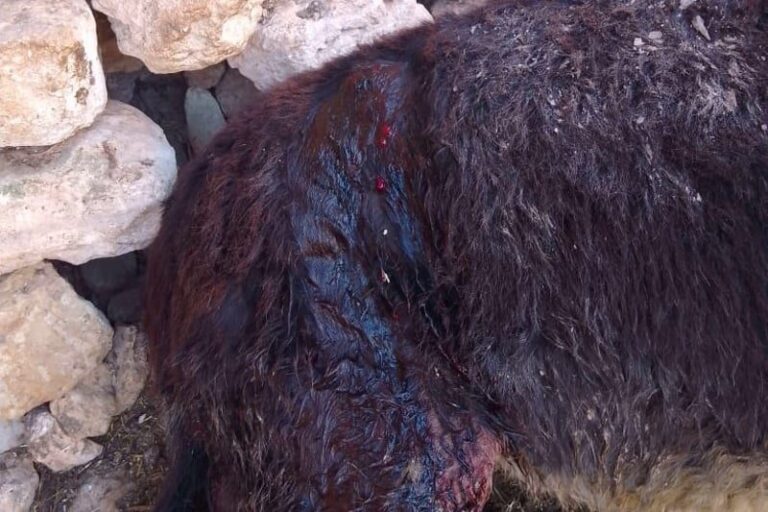 صورة المقالة