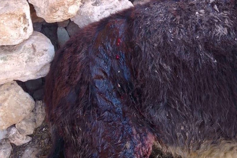 صورة المقالة