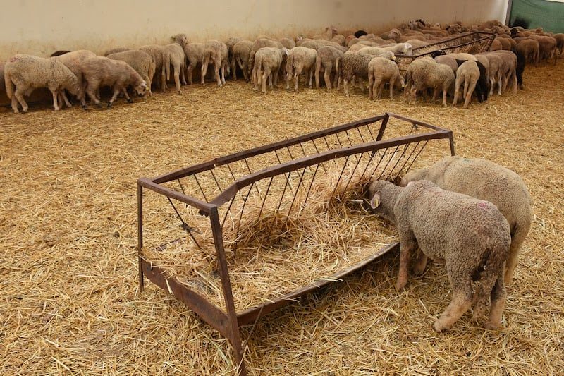 توجيهات صارمة من الداخلية لمنع استغلال الكراجات في بيع أضاحي العيد بالأحياء السكنية