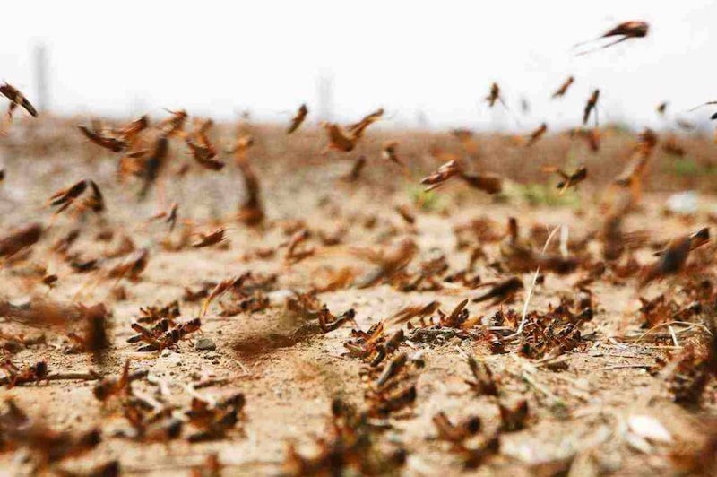 توقعات باستمرار ظهور أسراب الجراد في المغرب ومعالجة آلاف الهكتارات
