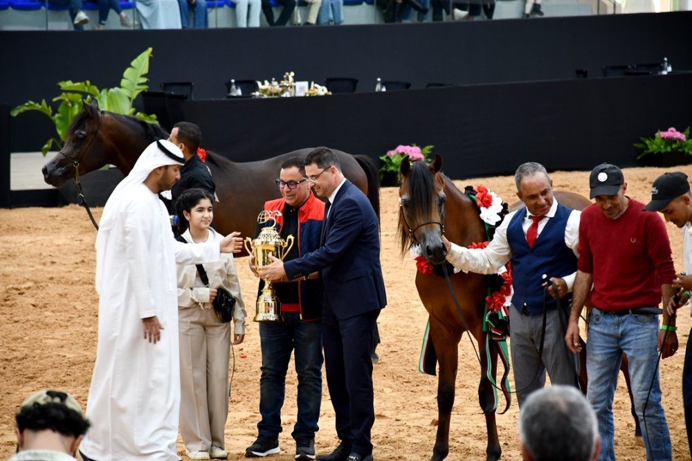 معرض مربي الخيول العربية الأصيلة يحتفي بسلالات المملكة في المعهد الوطني للخيل بالرباط
