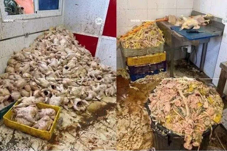 صورة المقالة