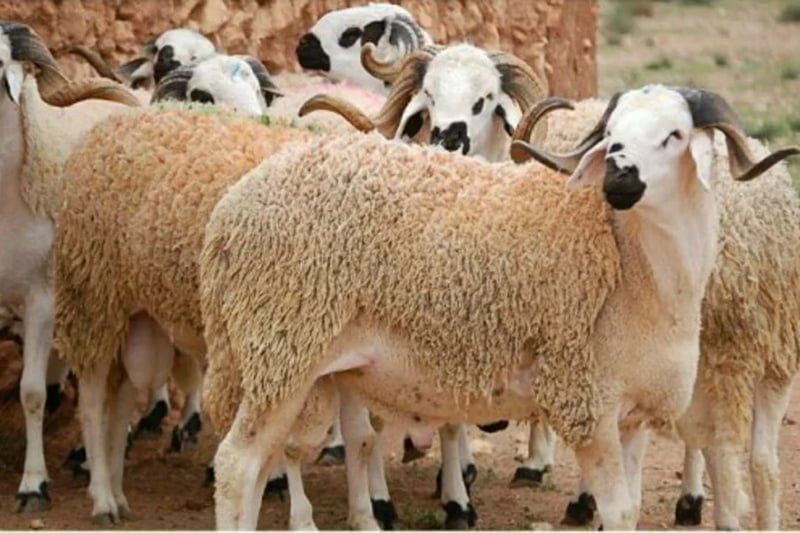 صورة المقالة