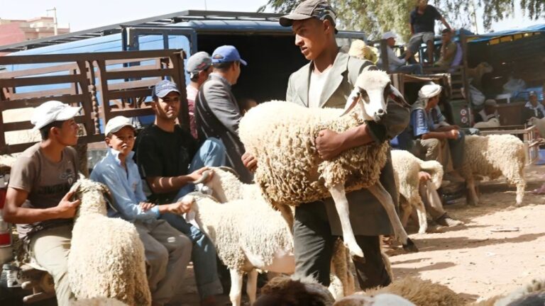 صورة المقالة