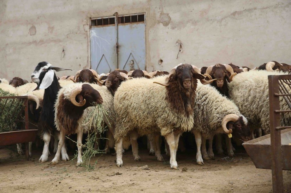 عيد الأضحى: عطلة استثنائية بالجمعة 29 ماي في الإدارات العمومية