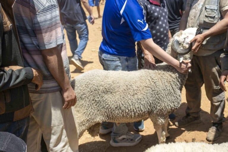 صورة المقالة