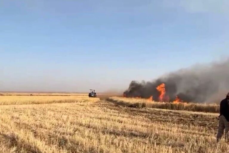 صورة المقالة