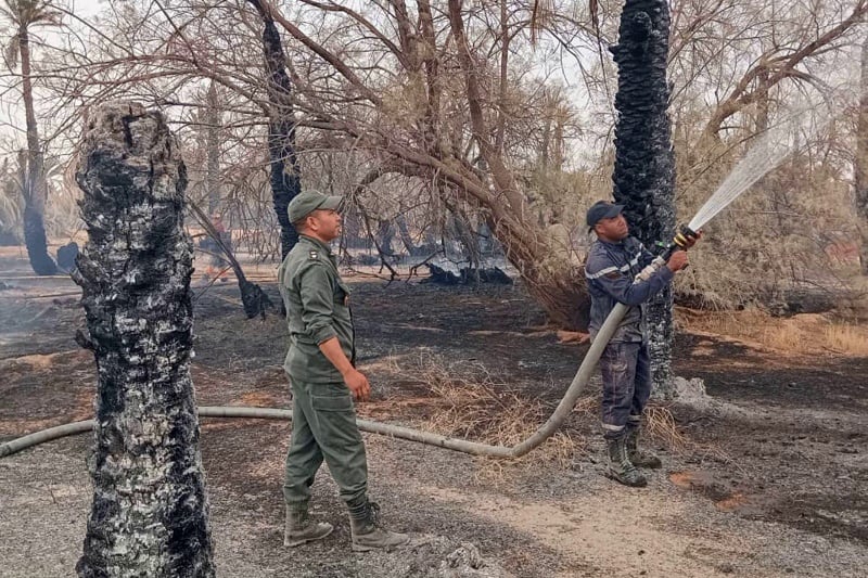 حريق واحة تغزوت في تنغير يلتهم مساحات واسعة من النخيل والغطاء النباتي